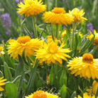 Strawflower, Yellow (Helichrysum bracteatum) - 100 Seeds seed packet from Seed Therapy – American - grown, heirloom seeds