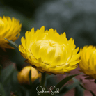 Strawflower, Yellow (Helichrysum bracteatum) - 100 Seeds seed packet from Seed Therapy – American - grown, heirloom seeds