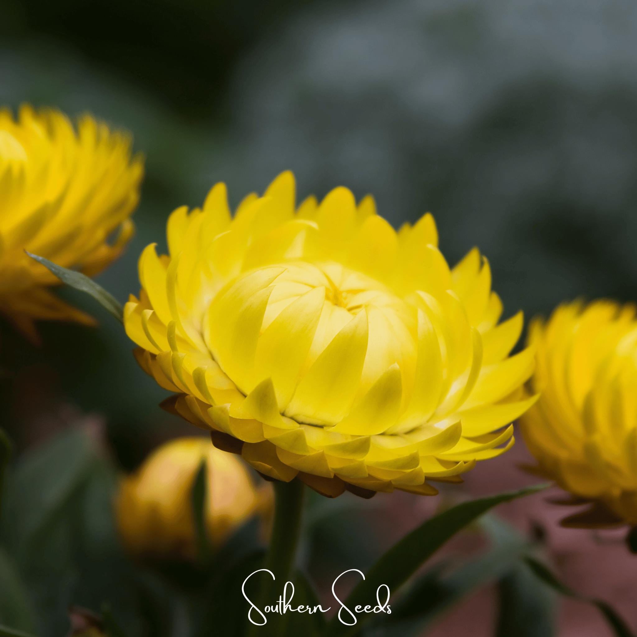 Strawflower, Yellow (Helichrysum bracteatum) - 100 Seeds seed packet from Seed Therapy – American - grown, heirloom seeds