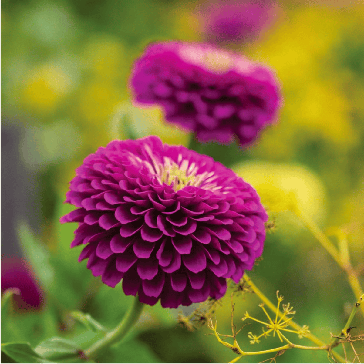 Sugarplum Zinnia – 100 Seeds seed packet from Seed Therapy – American-grown, heirloom seeds