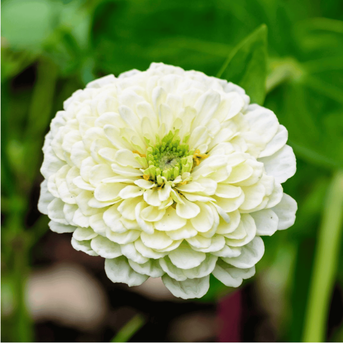 Sugarplum Zinnia – 100 Seeds seed packet from Seed Therapy – American-grown, heirloom seeds
