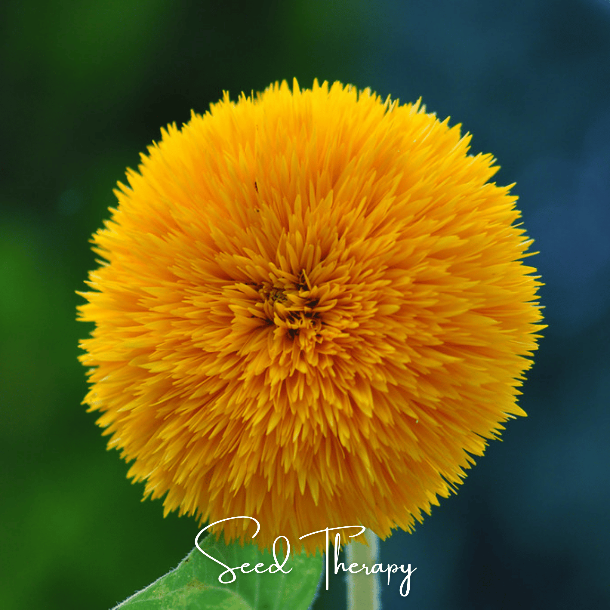 Sunflower, Giant Sungold (Helianthus annuus) - 25 Seeds seed packet from Seed Therapy – American - grown, heirloom seeds