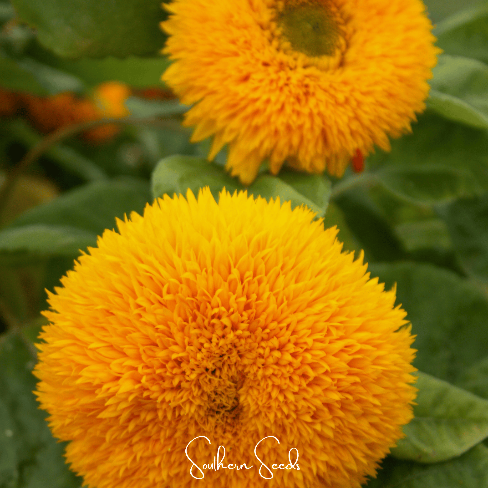 Sunflower, Giant Sungold (Helianthus annuus) - 25 Seeds seed packet from Seed Therapy – American - grown, heirloom seeds