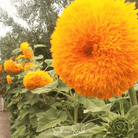 Sunflower, Giant Sungold (Helianthus annuus) - 25 Seeds seed packet from Seed Therapy – American - grown, heirloom seeds