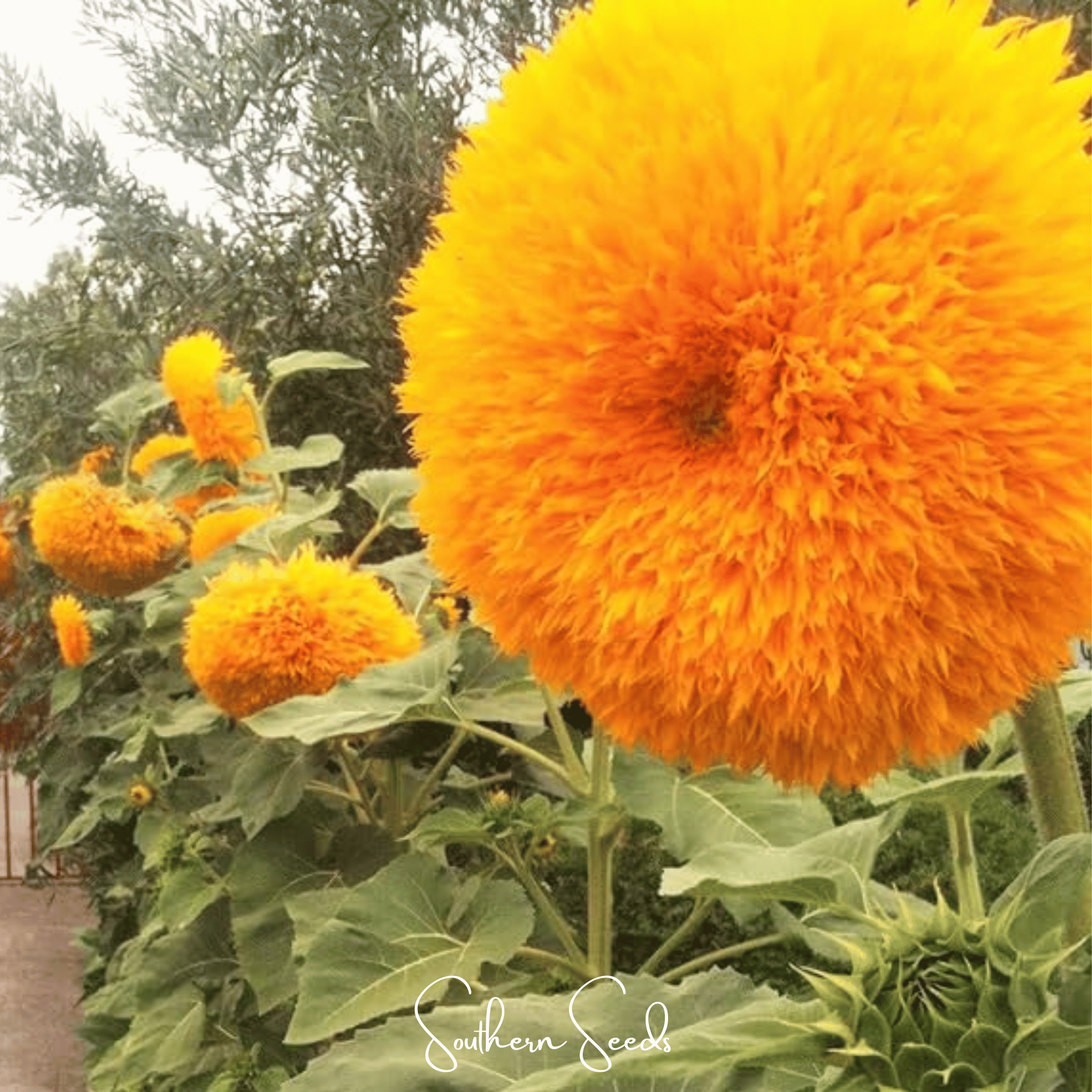 Sunflower, Giant Sungold (Helianthus annuus) - 25 Seeds seed packet from Seed Therapy – American - grown, heirloom seeds