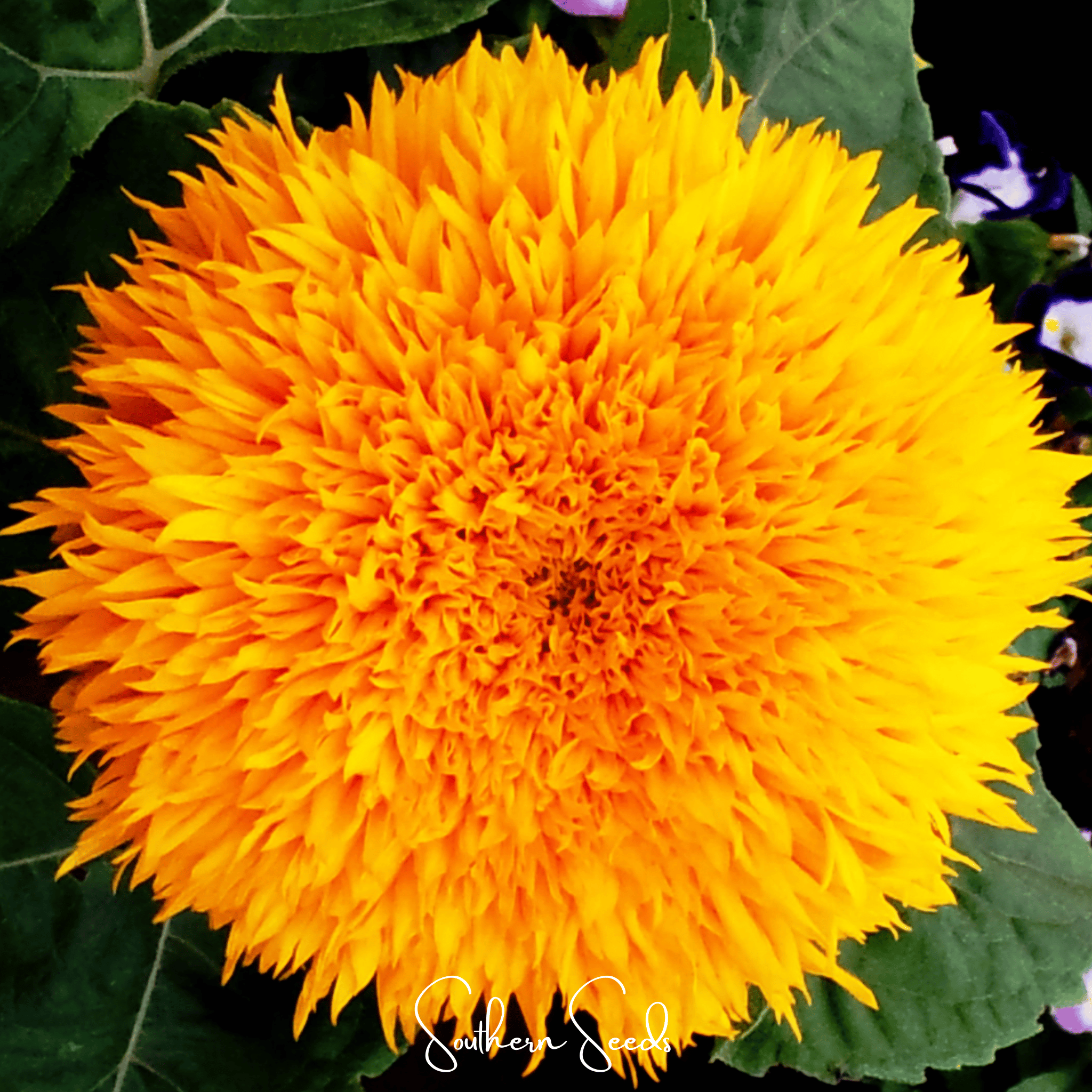 Sunflower, Giant Sungold (Helianthus annuus) - 25 Seeds seed packet from Seed Therapy – American - grown, heirloom seeds