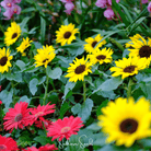 Sunflower, Incredible Dwarf (Helianthus annuus) - 20 Seeds seed packet from Seed Therapy – American - grown, heirloom seeds