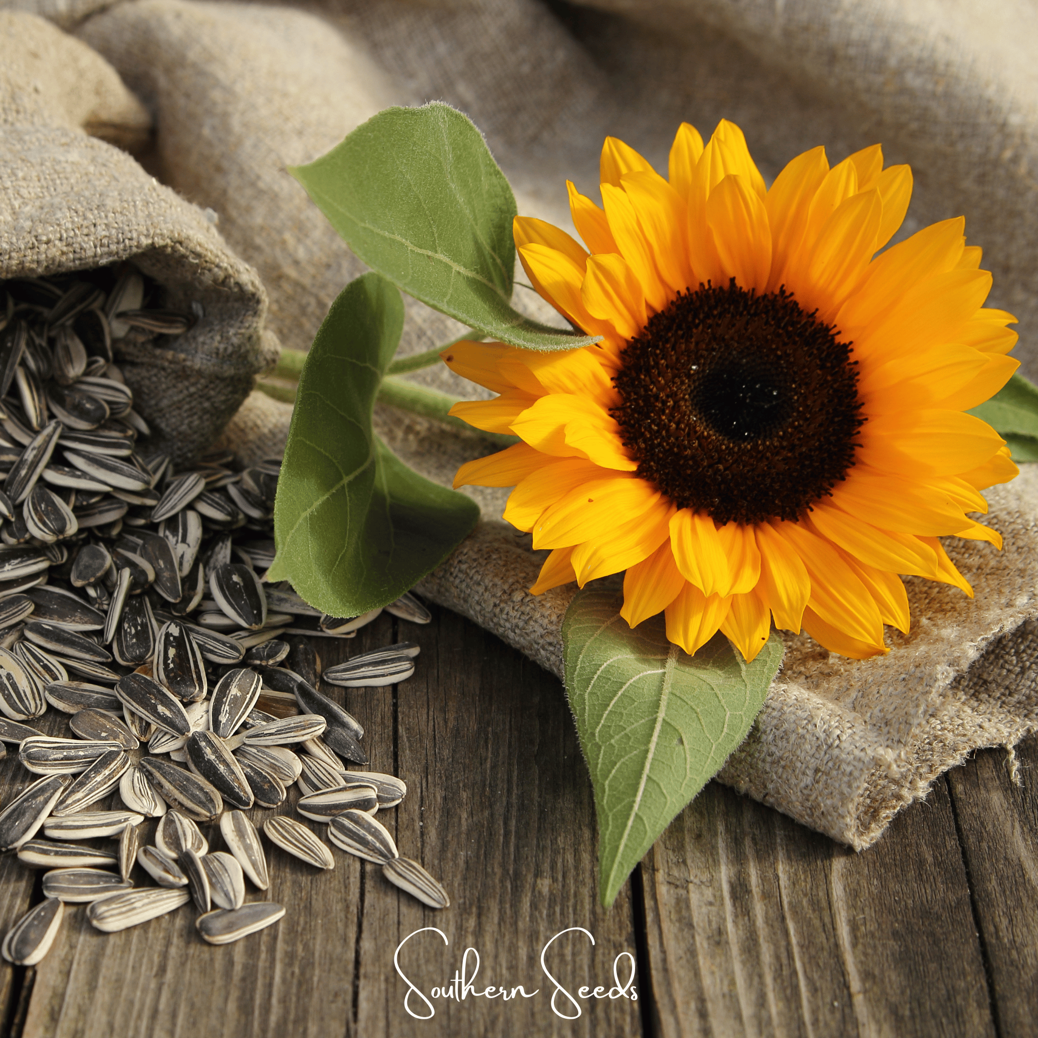 Sunflower, Incredible Dwarf (Helianthus annuus) - 20 Seeds seed packet from Seed Therapy – American - grown, heirloom seeds