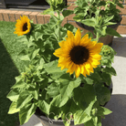 Sunflower, Incredible Dwarf (Helianthus annuus) - 20 Seeds seed packet from Seed Therapy – American - grown, heirloom seeds