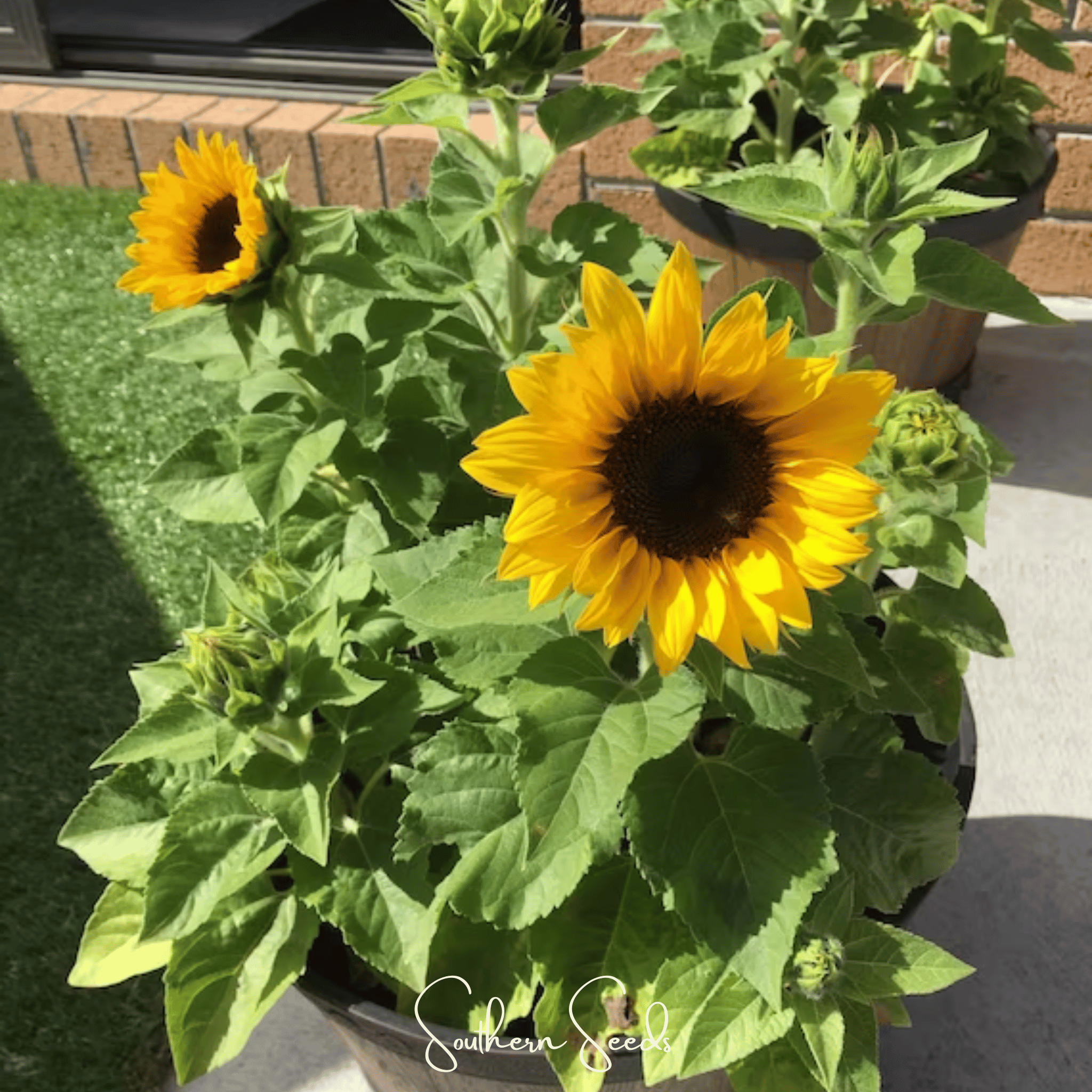 Sunflower, Incredible Dwarf (Helianthus annuus) - 20 Seeds seed packet from Seed Therapy – American - grown, heirloom seeds