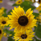 Sunflower, Incredible Dwarf (Helianthus annuus) - 20 Seeds seed packet from Seed Therapy – American - grown, heirloom seeds