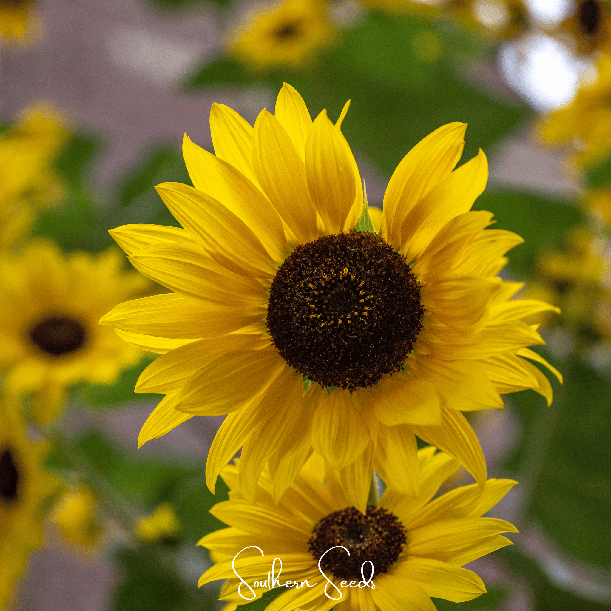 Sunflower, Incredible Dwarf (Helianthus annuus) - 20 Seeds seed packet from Seed Therapy – American - grown, heirloom seeds