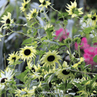 Sunflower, Italian White (Helianthus dibilis) - 25 Seeds seed packet from Seed Therapy – American - grown, heirloom seeds