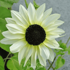 Sunflower, Italian White (Helianthus dibilis) - 25 Seeds seed packet from Seed Therapy – American - grown, heirloom seeds