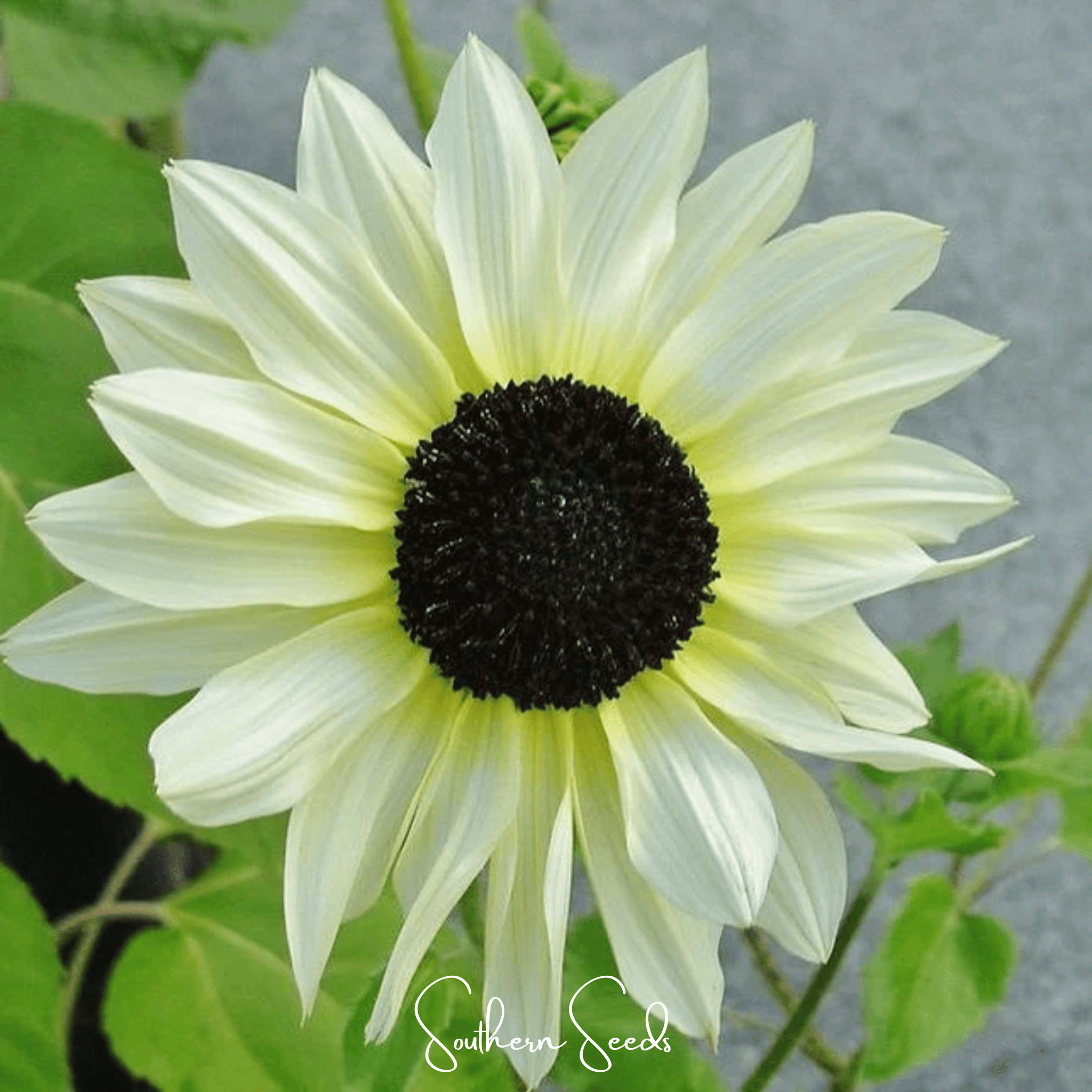 Sunflower, Italian White (Helianthus dibilis) - 25 Seeds seed packet from Seed Therapy – American - grown, heirloom seeds
