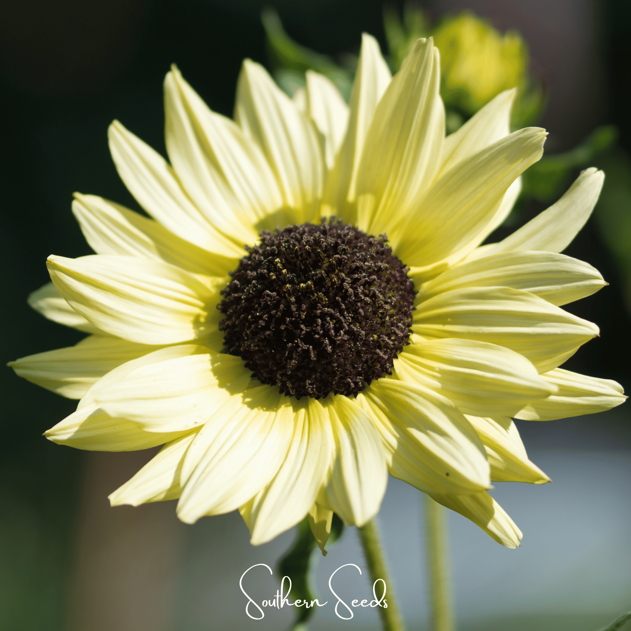 Sunflower, Italian White (Helianthus dibilis) - 25 Seeds seed packet from Seed Therapy – American - grown, heirloom seeds
