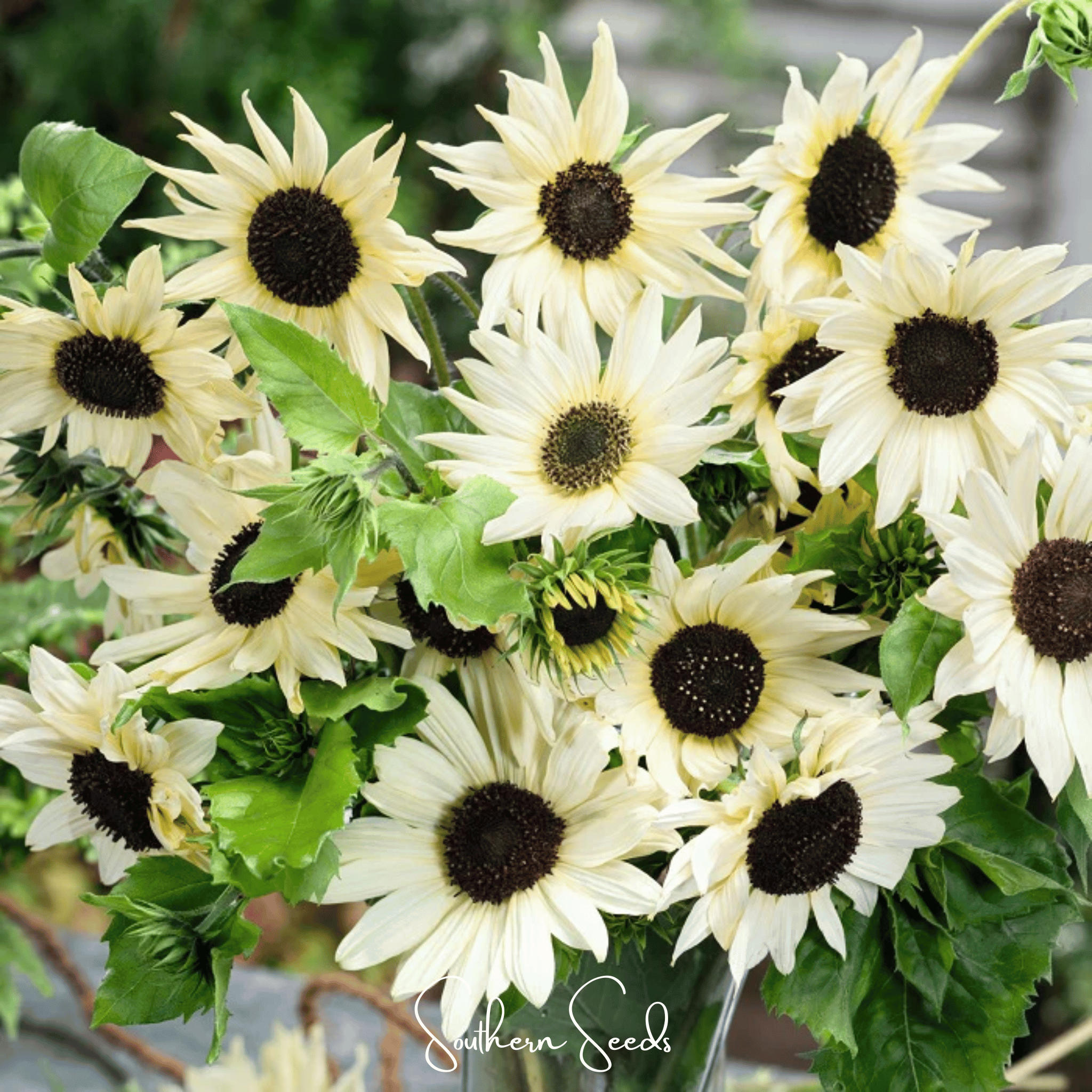 Sunflower, Italian White (Helianthus dibilis) - 25 Seeds seed packet from Seed Therapy – American - grown, heirloom seeds