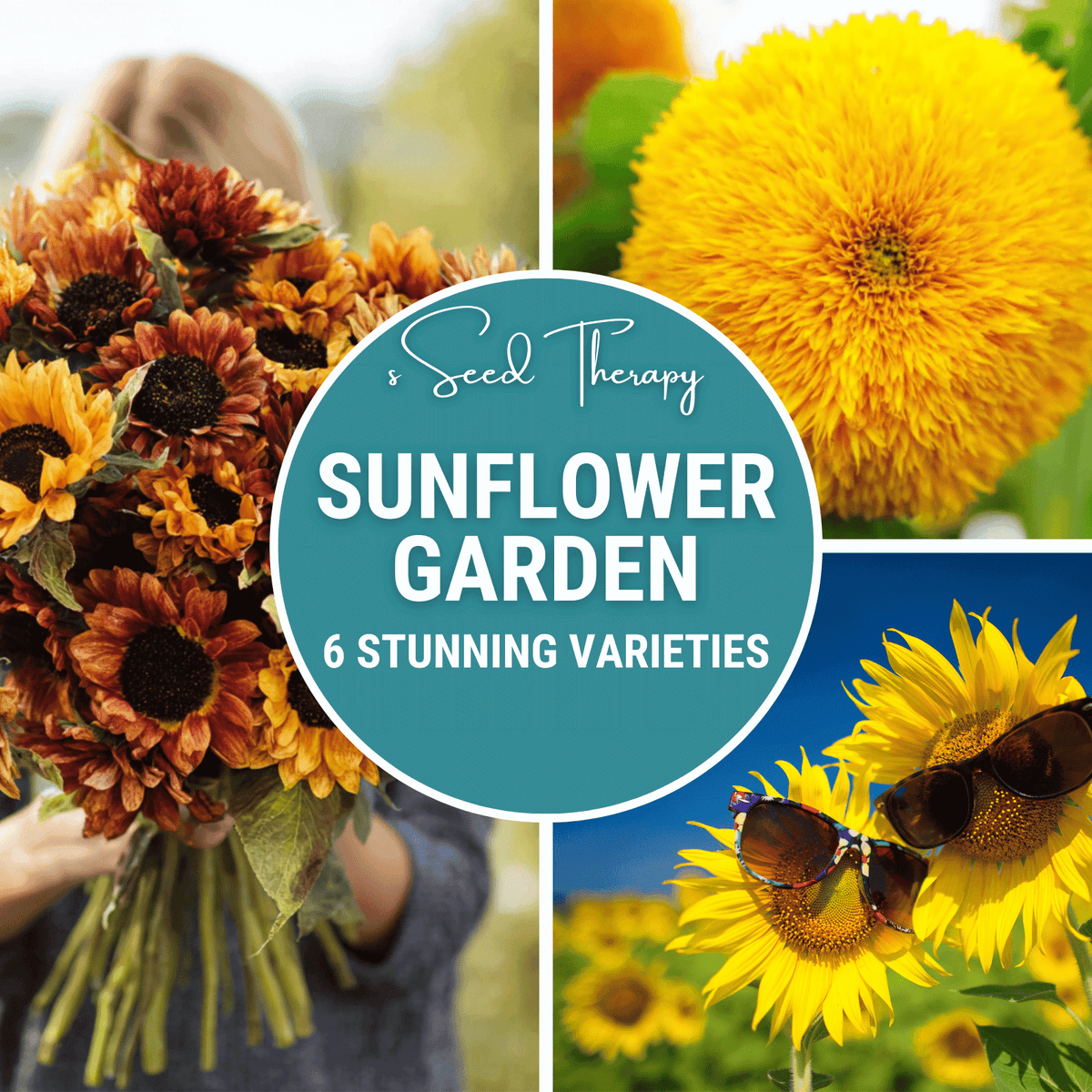 Sunflower Seed Collection - 6 Varieties