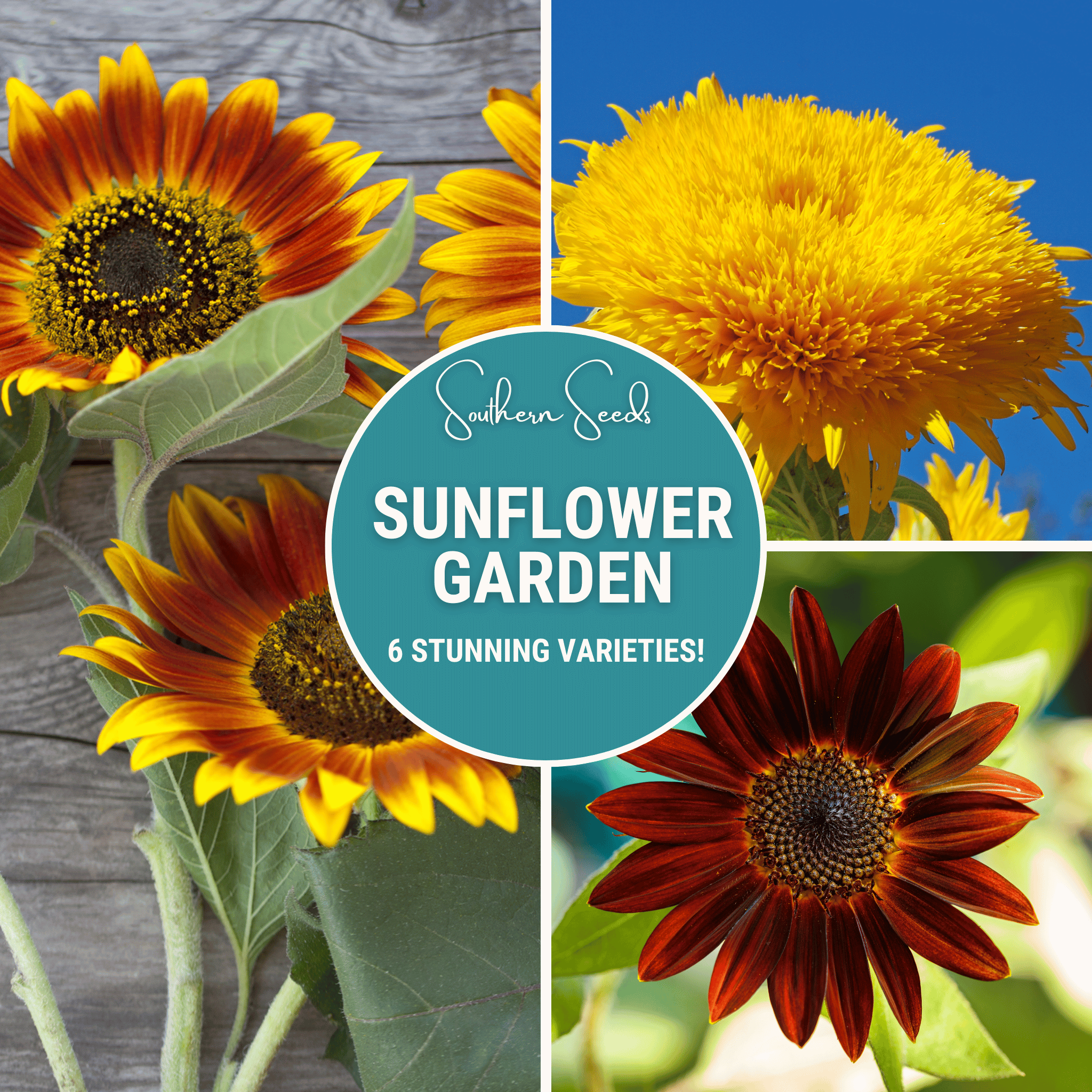 Sunflower Seed Collection - 6 Varieties seed packet from Seed Therapy – American - grown, heirloom seeds