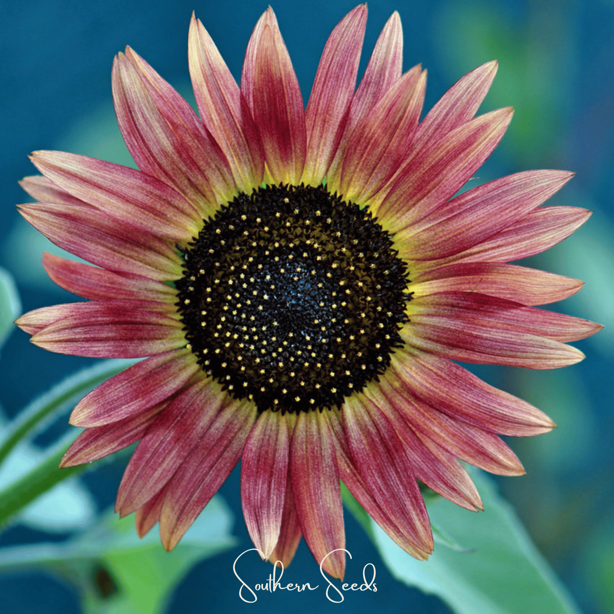 Sunflower, Strawberry Blonde (Helianthus annuus) - 25 Seeds seed packet from Seed Therapy – American - grown, heirloom seeds