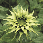 Sunflower, SunFill Green (Helianthus annuus) - 25 Seeds seed packet from Seed Therapy – American - grown, heirloom seeds