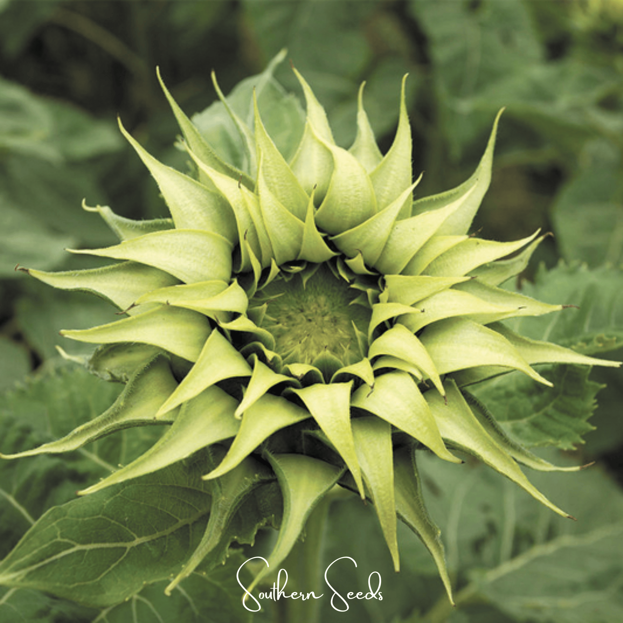 Sunflower, SunFill Green (Helianthus annuus) - 25 Seeds seed packet from Seed Therapy – American - grown, heirloom seeds