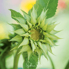 Sunflower, SunFill Green (Helianthus annuus) - 25 Seeds seed packet from Seed Therapy – American - grown, heirloom seeds