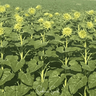 Sunflower, SunFill Green (Helianthus annuus) - 25 Seeds seed packet from Seed Therapy – American - grown, heirloom seeds