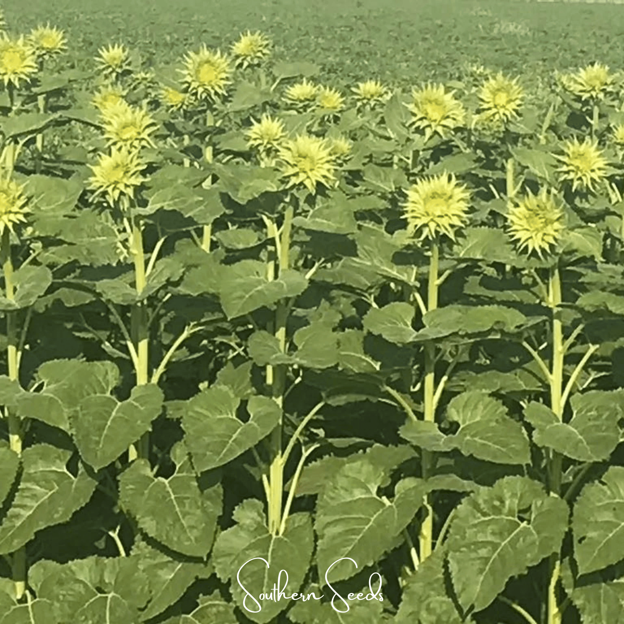 Sunflower, SunFill Green (Helianthus annuus) - 25 Seeds seed packet from Seed Therapy – American - grown, heirloom seeds