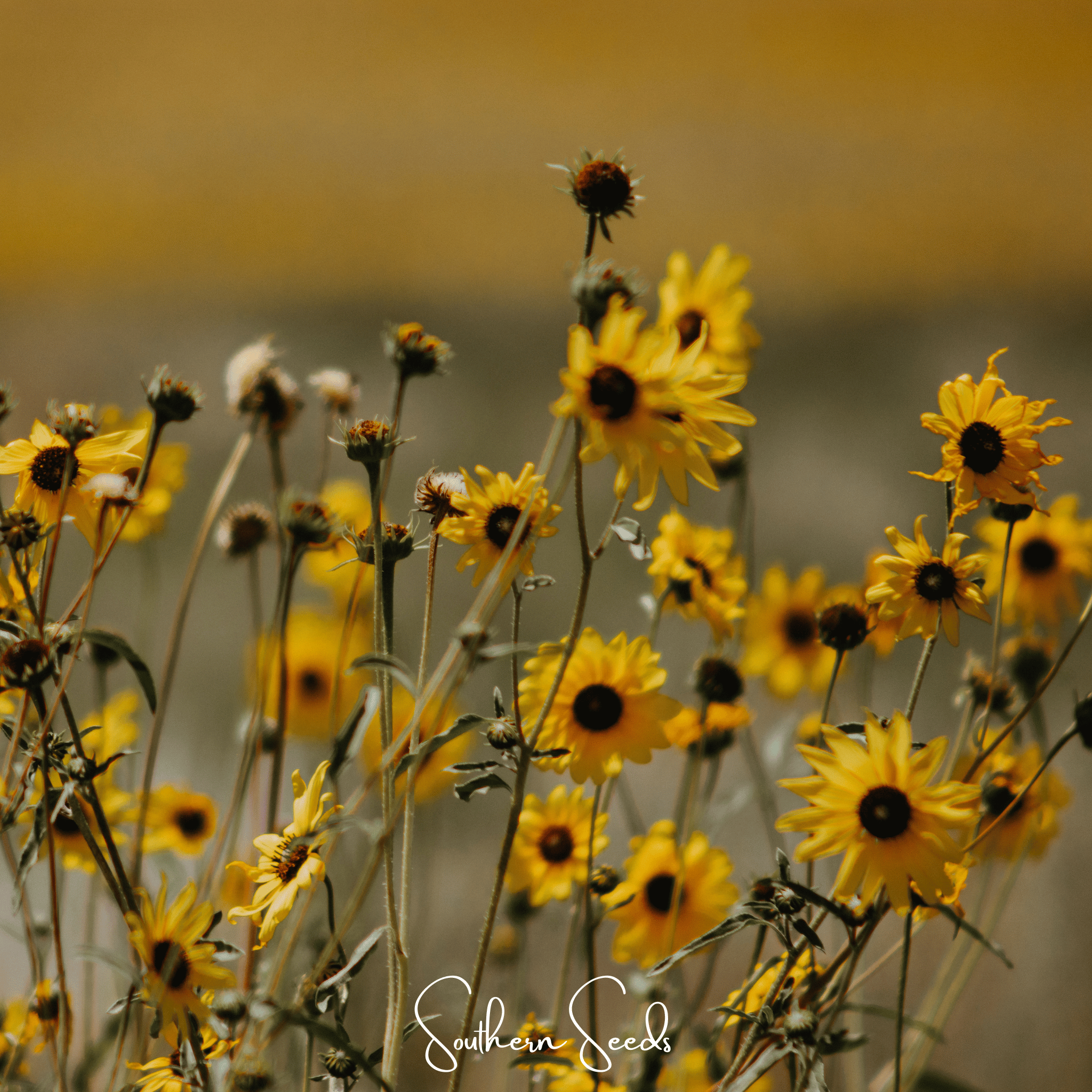 Sunflower, Wild Annual (Helianthus annuus) - 50 Seeds seed packet from Seed Therapy – American - grown, heirloom seeds