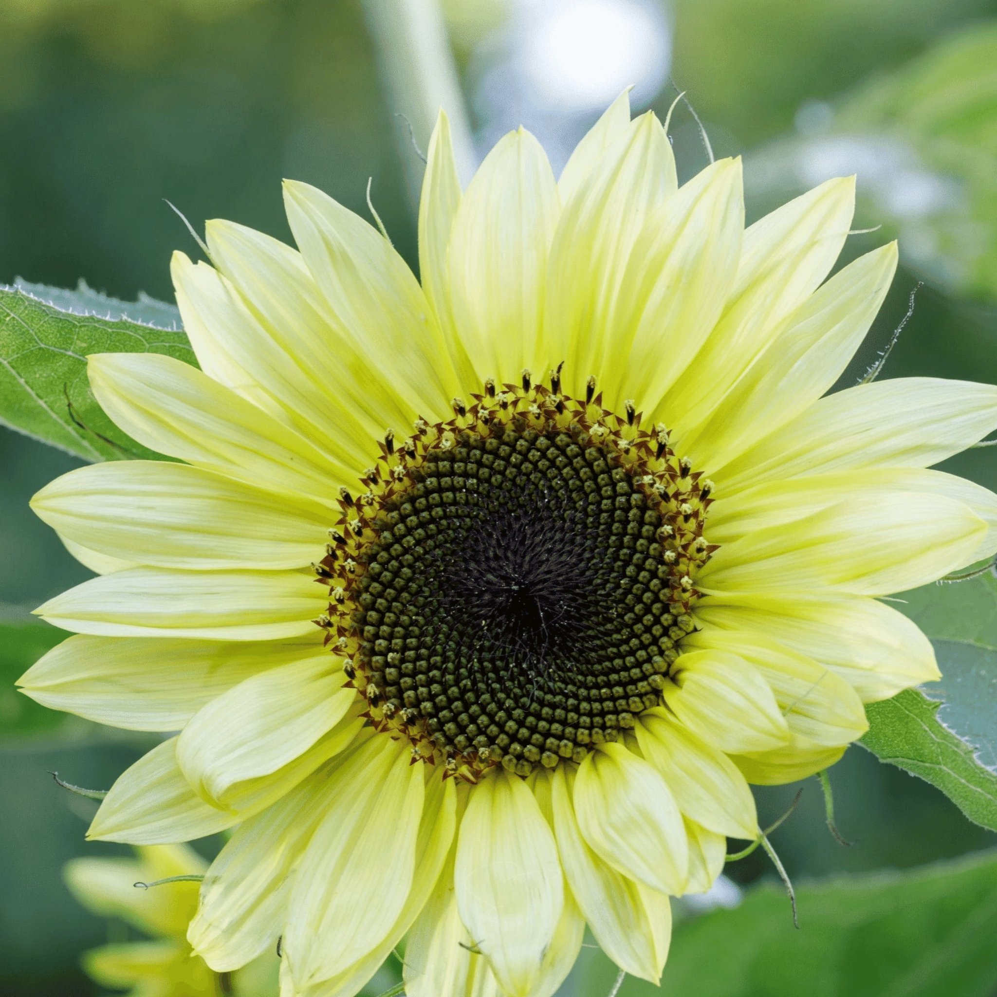 Sunny Sunflower Mix – 25 Seeds seed packet from Seed Therapy – American - grown, heirloom seeds