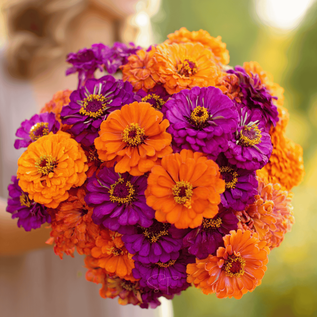 Sunset Punch Zinnia – 100 Seeds - Seed Therapy – Southern Seeds