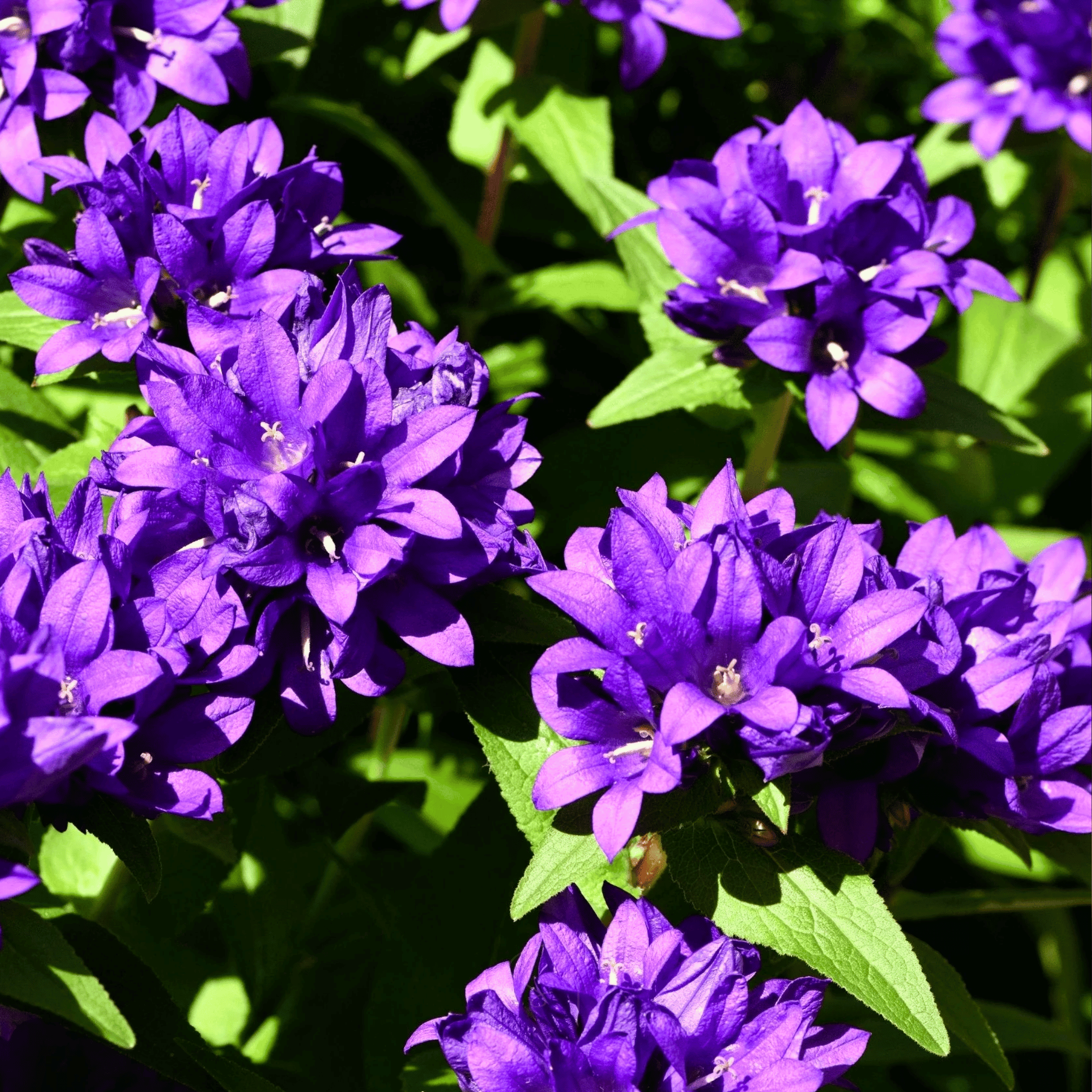 Superba Bellflower – 50 Seeds seed packet from Seed Therapy – American - grown, heirloom seeds