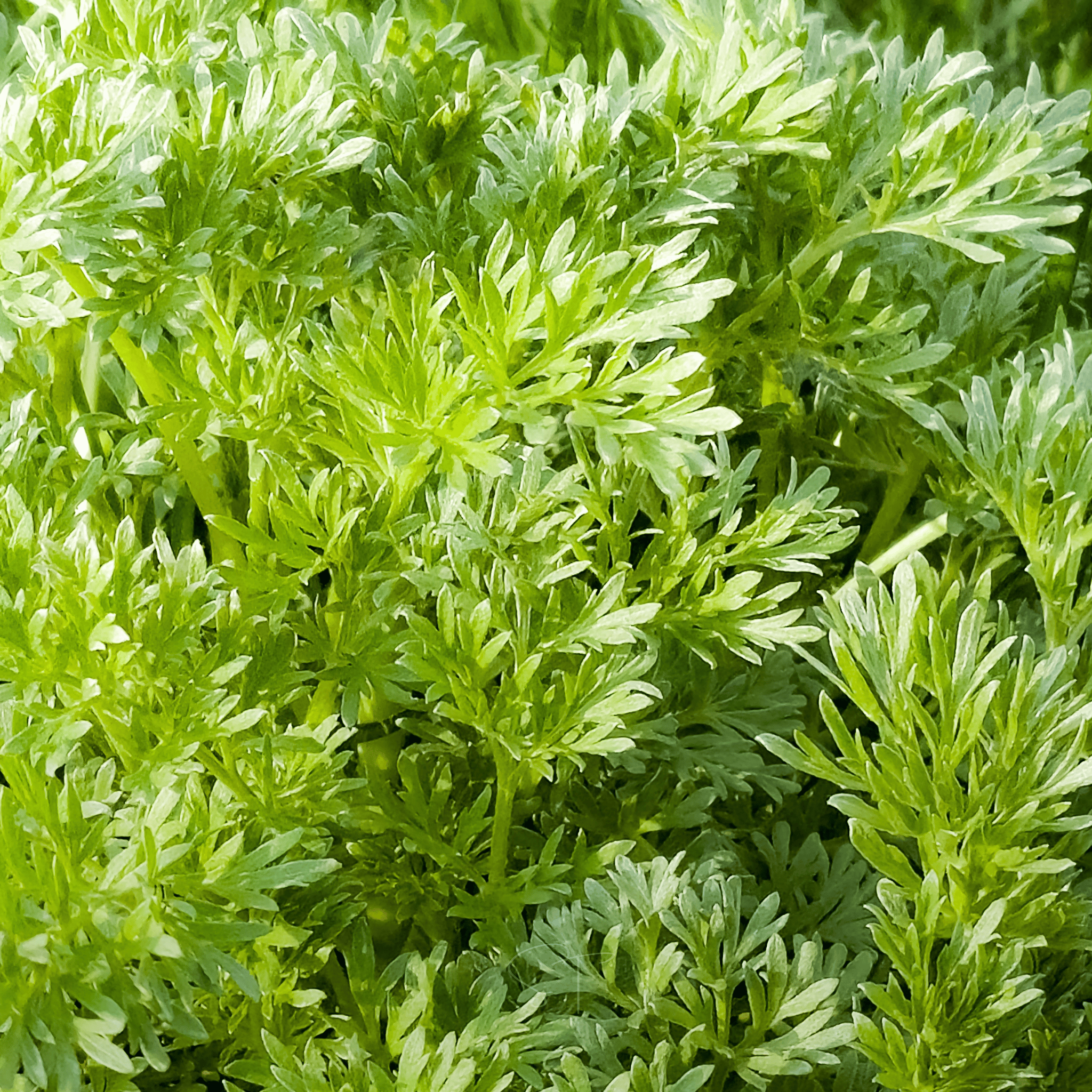 Sweet Annie – 50 Seeds seed packet from Seed Therapy – American - grown, heirloom seeds