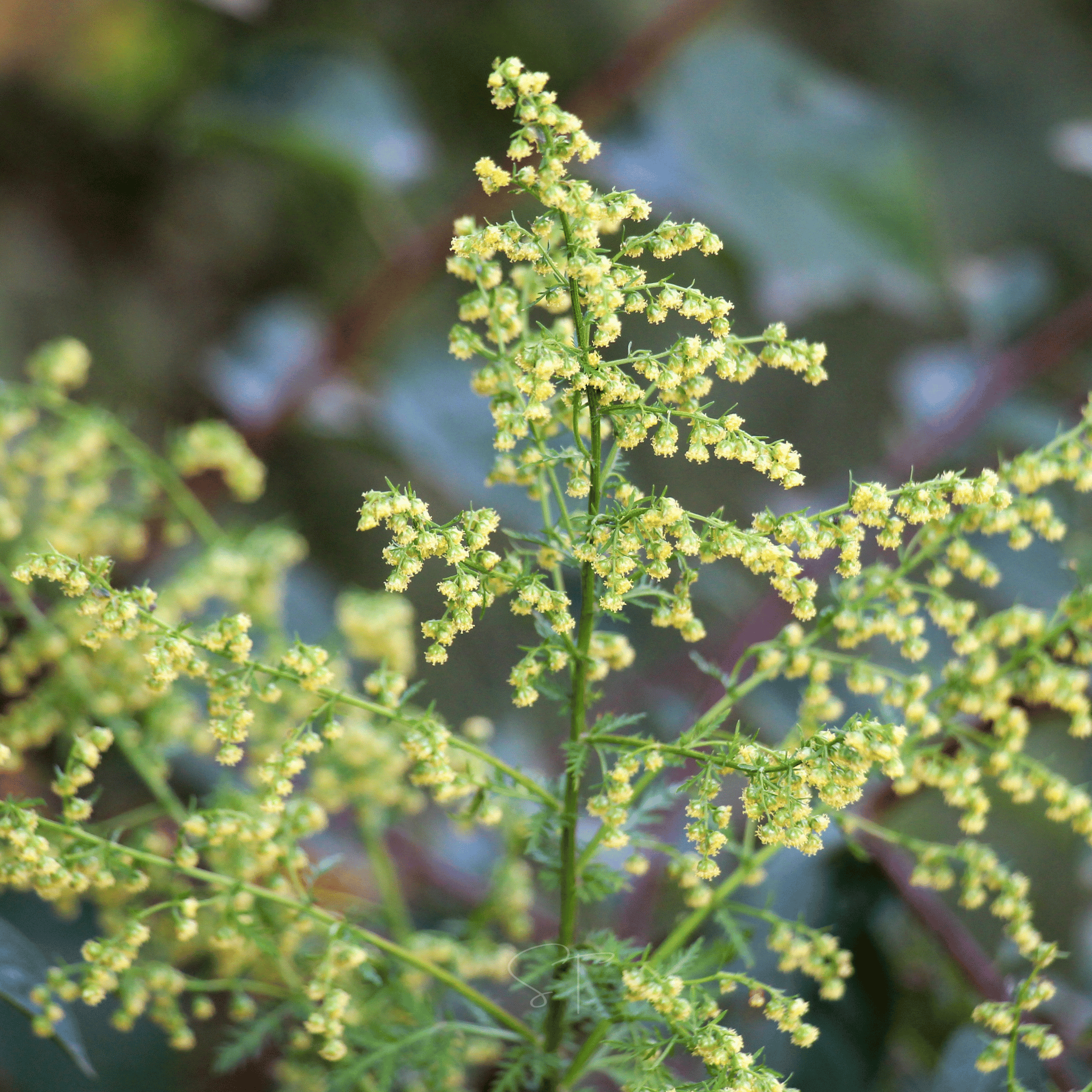 Sweet Annie – 50 Seeds seed packet from Seed Therapy – American - grown, heirloom seeds