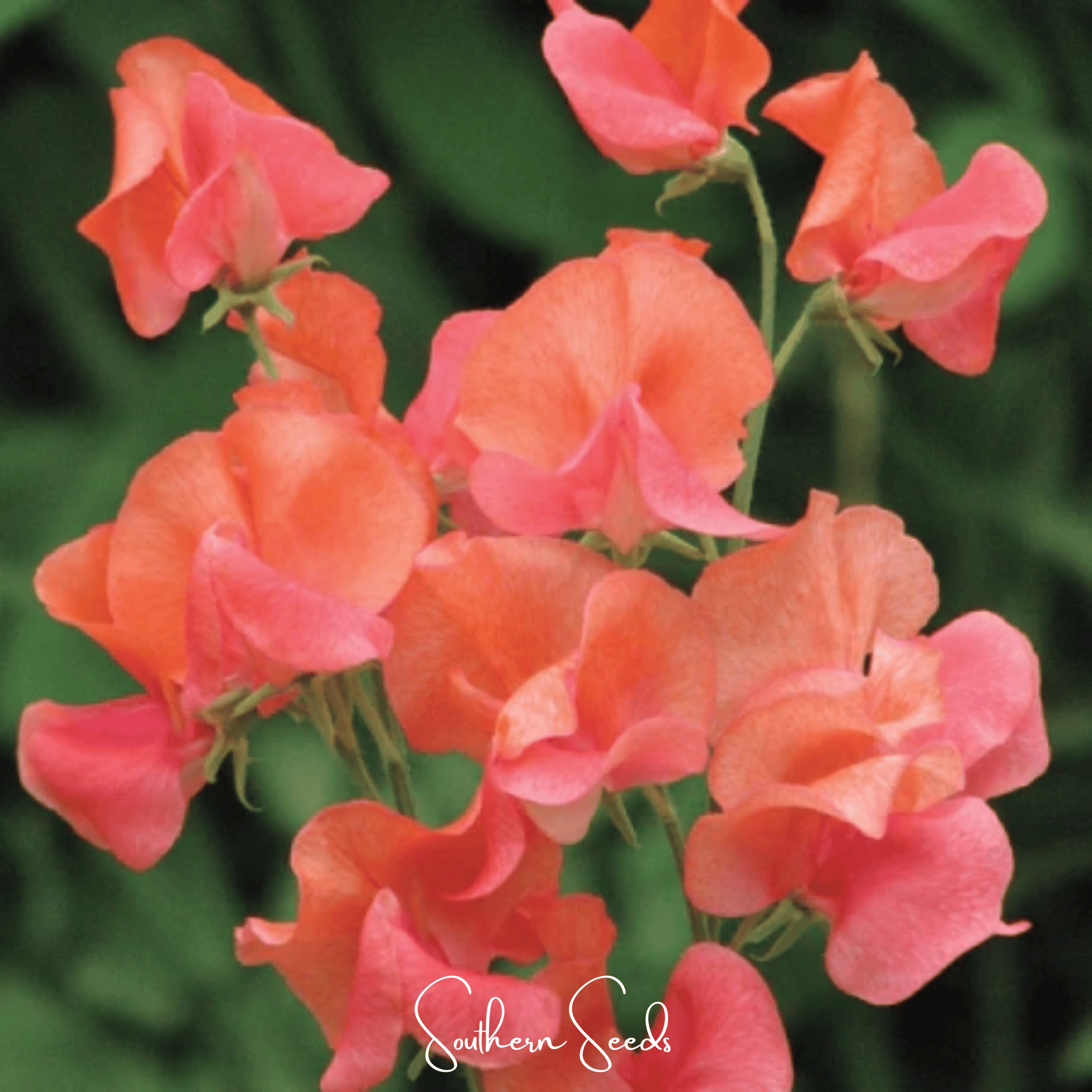 Sweet Pea, Prince of Orange (Lathyrus odoratus) - 25 Seeds seed packet from Seed Therapy – American - grown, heirloom seeds