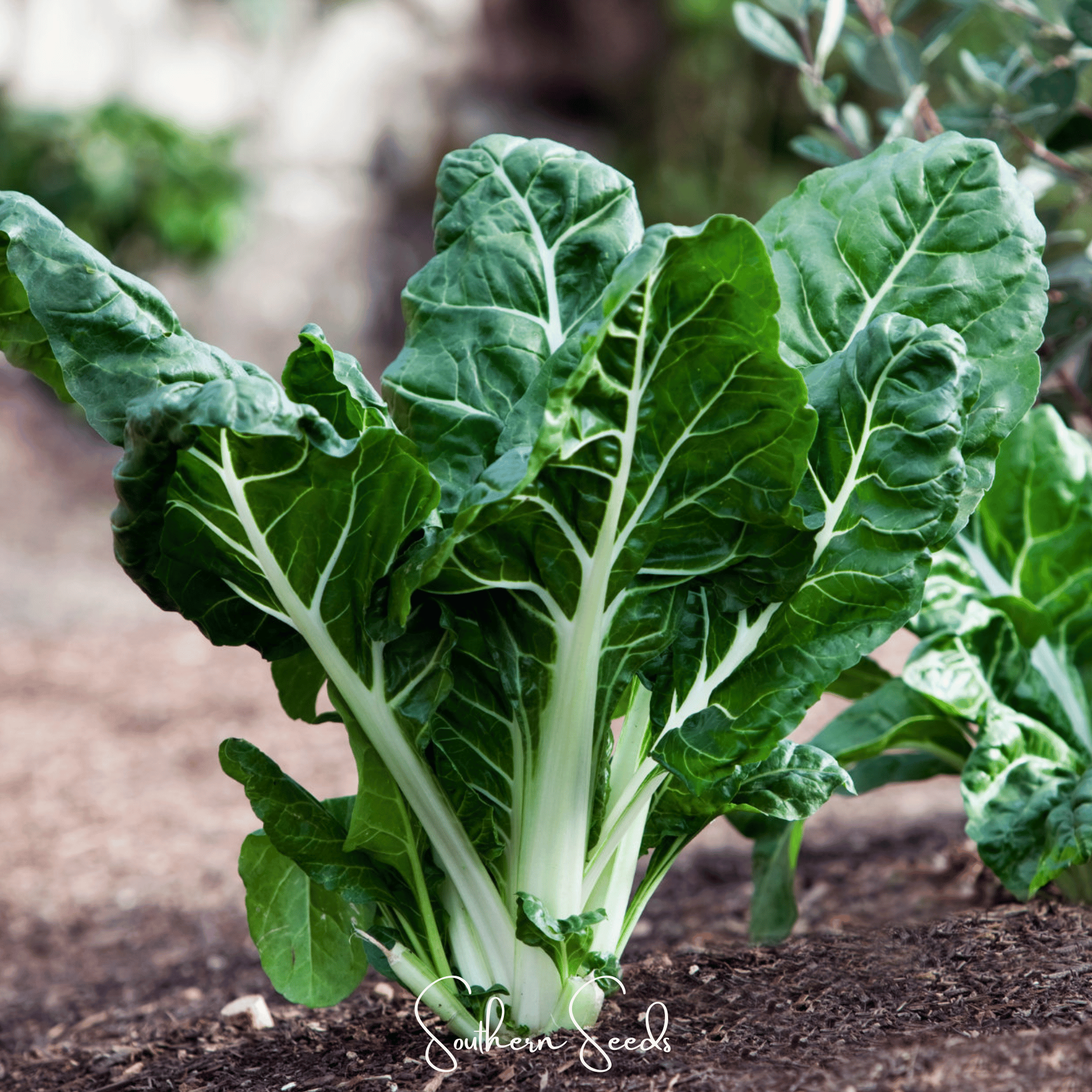 Swiss Chard, Lucullus (Beta vulgaris) - 100 Seeds seed packet from Seed Therapy – American - grown, heirloom seeds