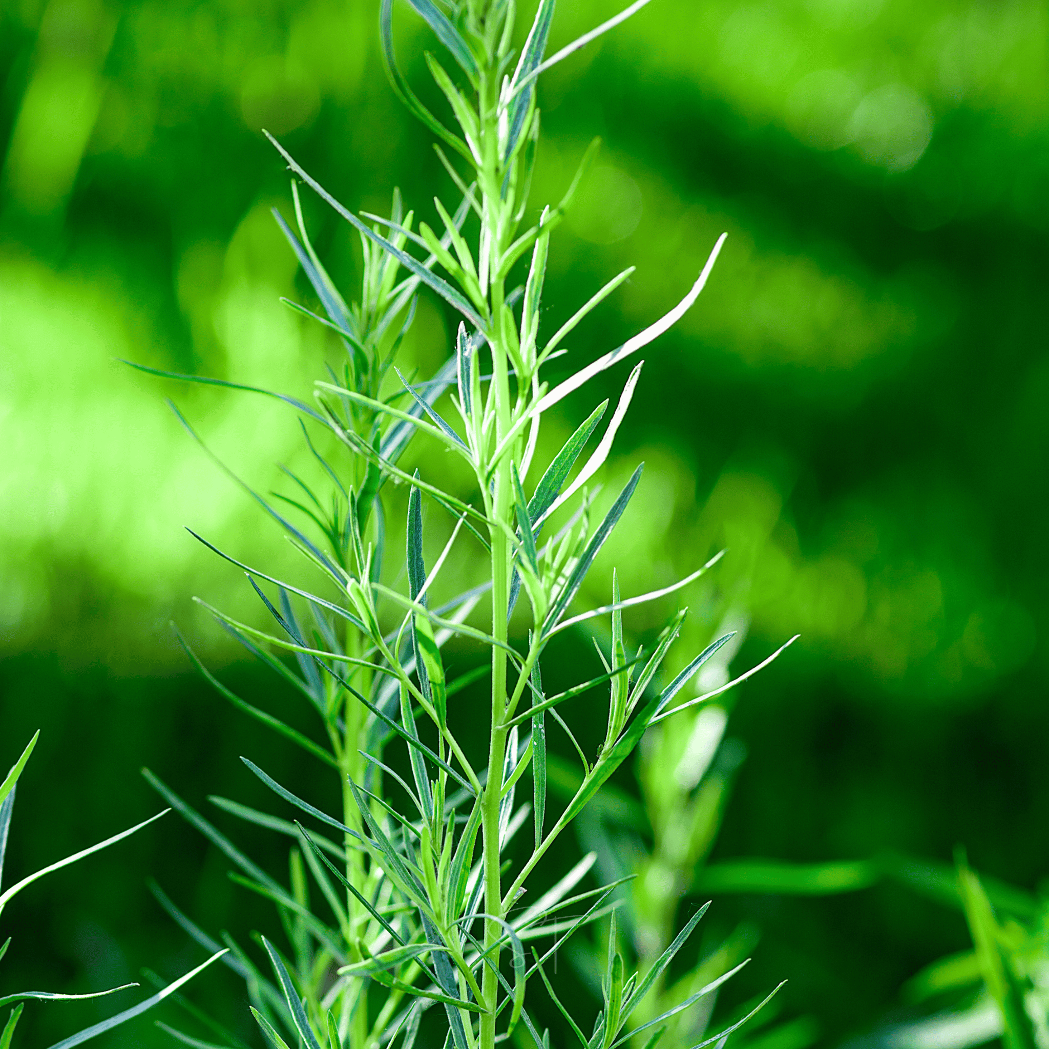 Tarragon – 300 Seeds seed packet from Seed Therapy – American - grown, heirloom seeds