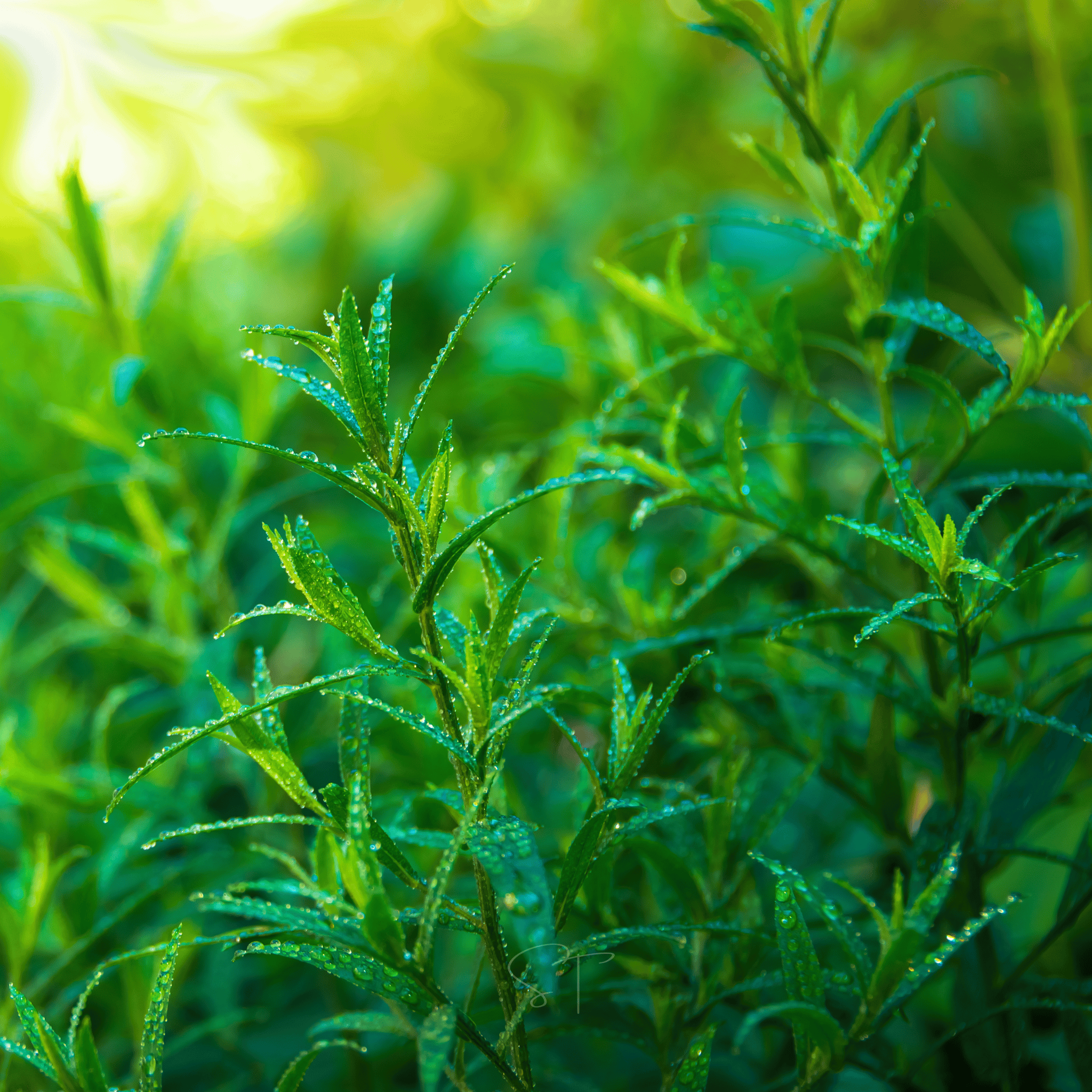 Tarragon – 300 Seeds seed packet from Seed Therapy – American - grown, heirloom seeds