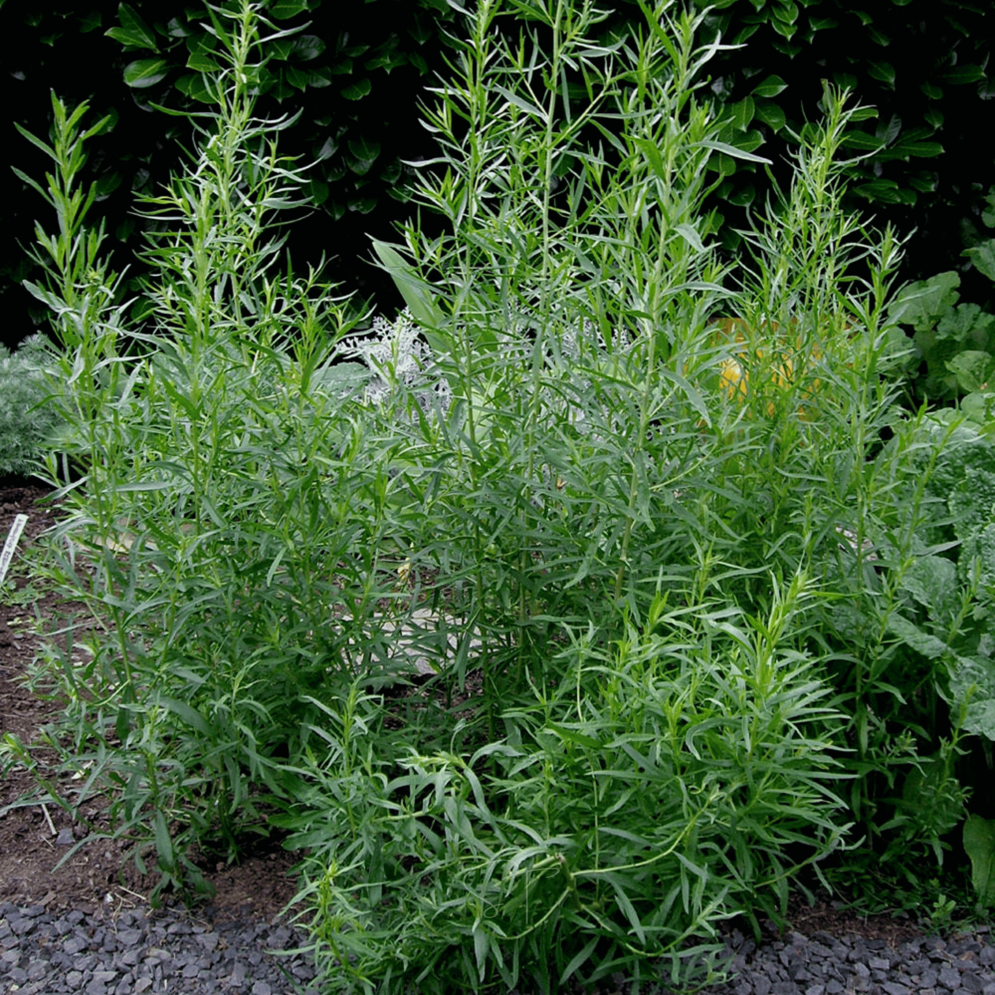 Tarragon – 300 Seeds seed packet from Seed Therapy – American - grown, heirloom seeds