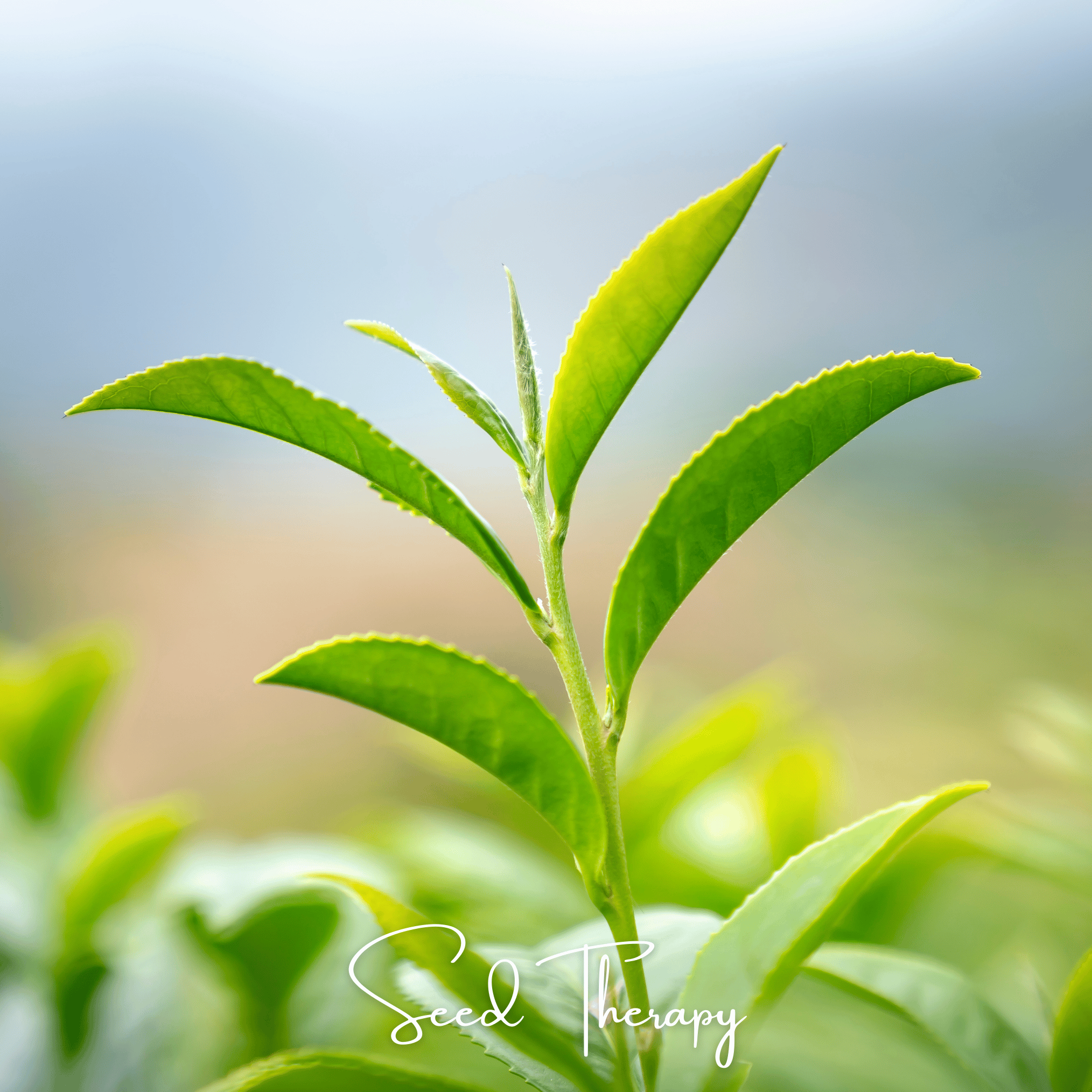 Tea Plant (Camellia sinensis) - 5 Seeds seed packet from Seed Therapy – American - grown, heirloom seeds