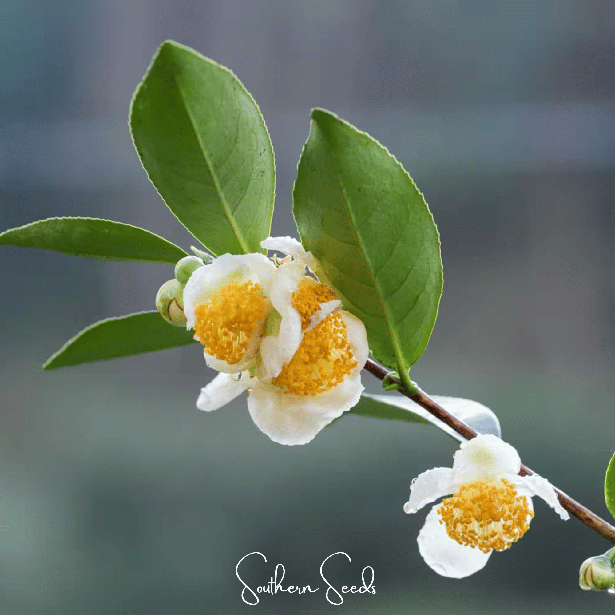Tea Plant (Camellia sinensis) - 5 Seeds seed packet from Seed Therapy – American - grown, heirloom seeds