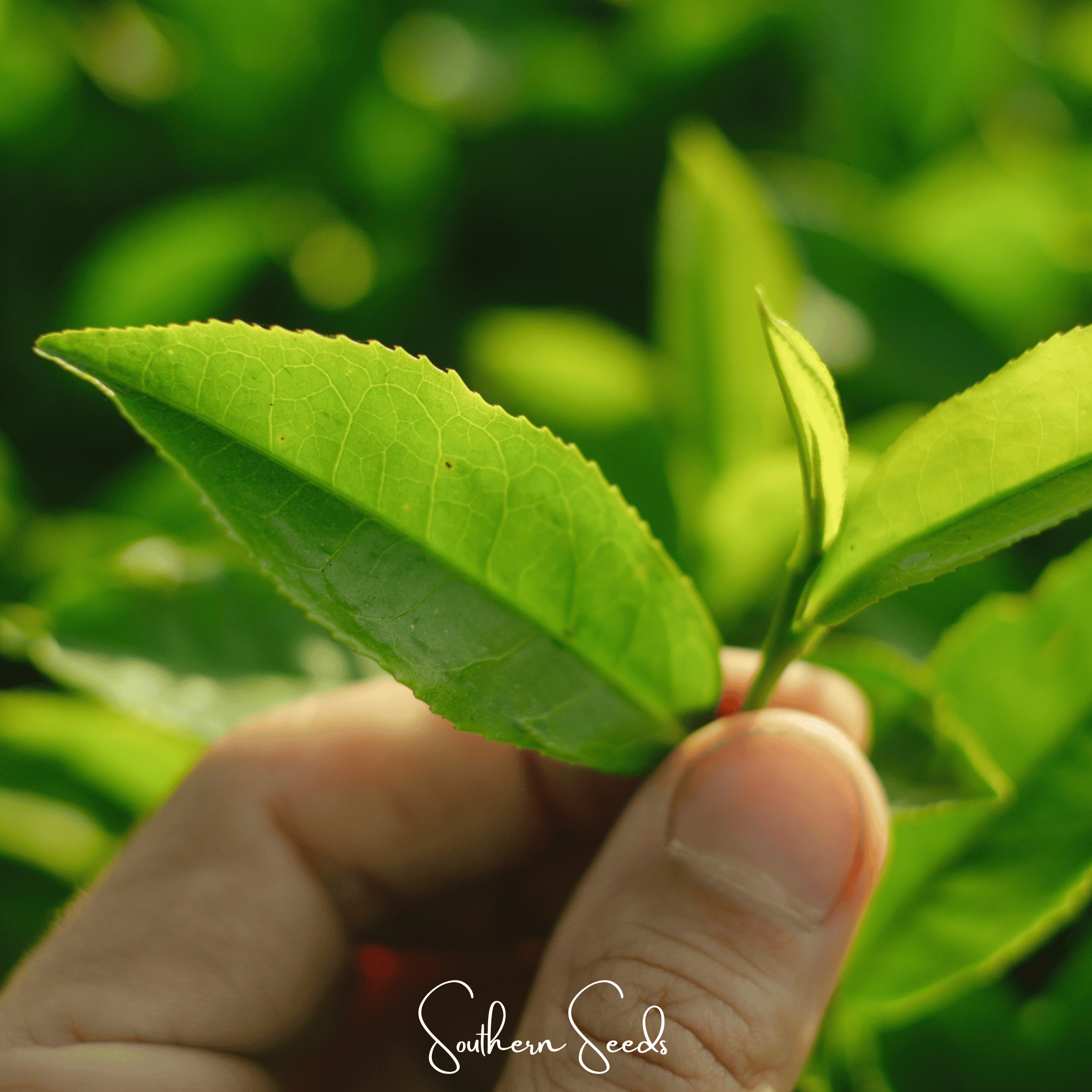 Tea Plant (Camellia sinensis) - 5 Seeds seed packet from Seed Therapy – American - grown, heirloom seeds