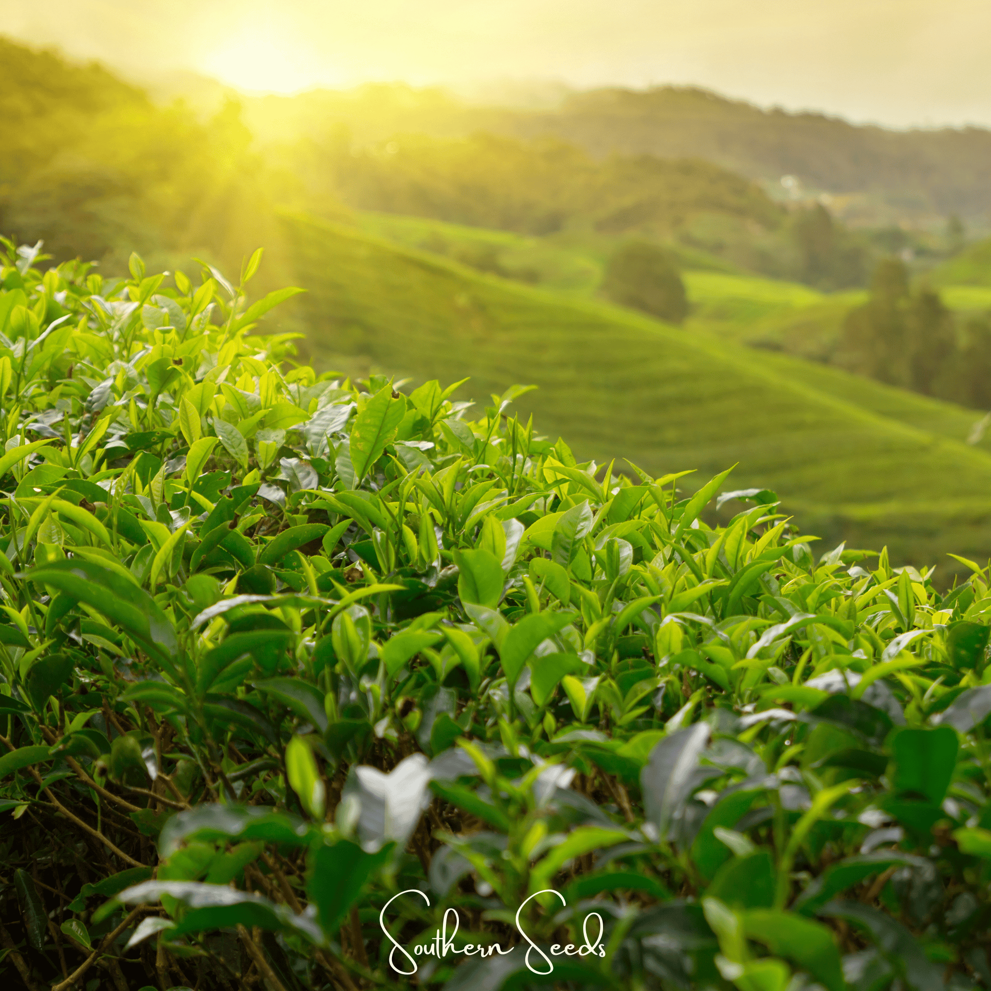Tea Plant (Camellia sinensis) - 5 Seeds seed packet from Seed Therapy – American - grown, heirloom seeds
