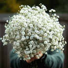 The Pearl Yarrow – 100 Seeds seed packet from Seed Therapy – American - grown, heirloom seeds