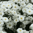 The Pearl Yarrow – 100 Seeds seed packet from Seed Therapy – American - grown, heirloom seeds