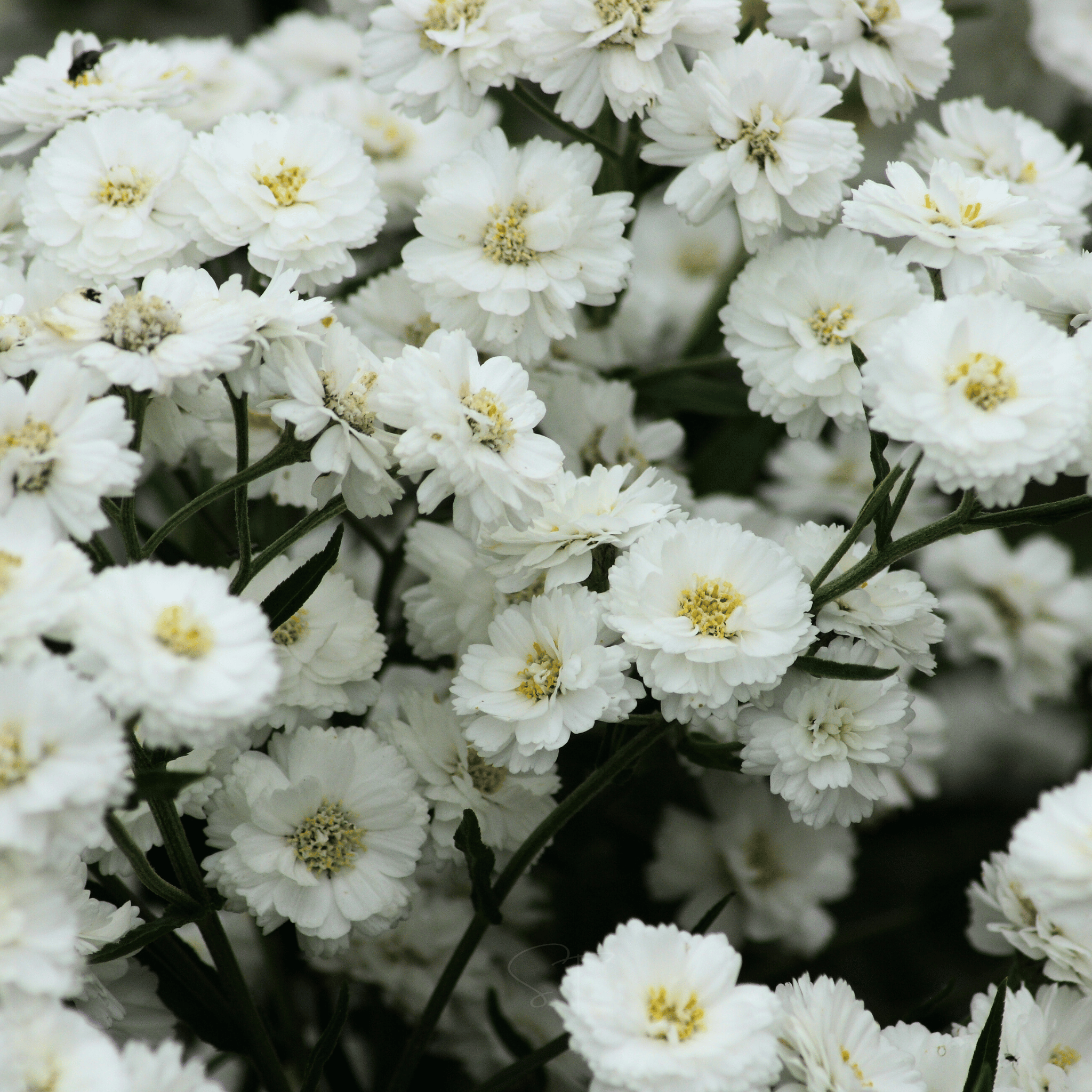 The Pearl Yarrow – 100 Seeds seed packet from Seed Therapy – American - grown, heirloom seeds