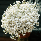 The Pearl Yarrow – 100 Seeds seed packet from Seed Therapy – American - grown, heirloom seeds