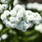 The Pearl Yarrow – 100 Seeds seed packet from Seed Therapy – American - grown, heirloom seeds