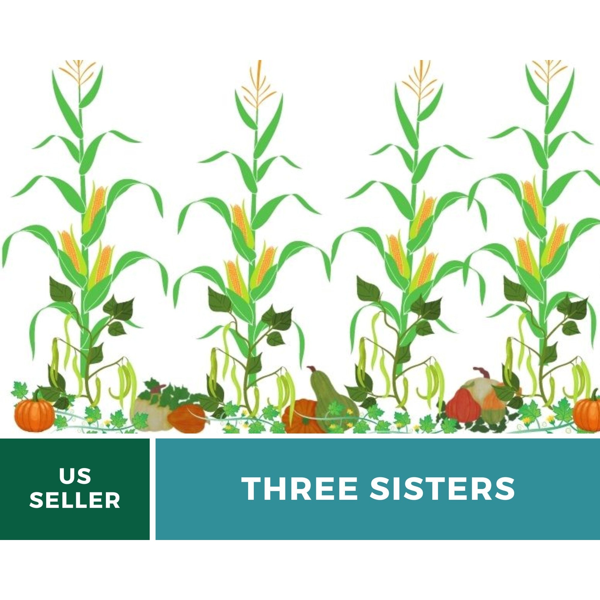Three Sisters Seed Collection - Native American Farming - Corn, Bean, Squash seed packet from Seed Therapy – American - grown, heirloom seeds